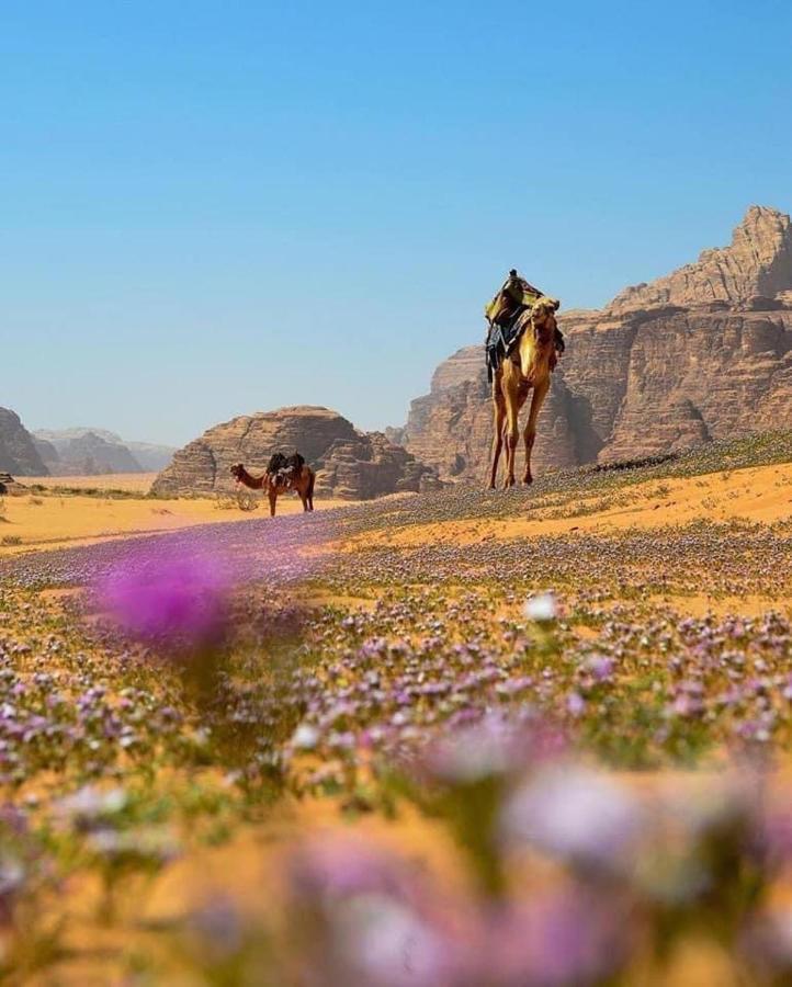 Salma Desert Camp Wadi Rum Exteriér fotografie
